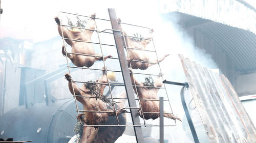 Low angle view of chicken meat hanging on metal grate