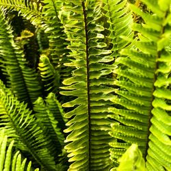 Full frame shot of green leaves