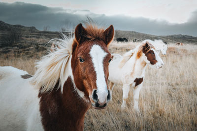 Horse standing on field