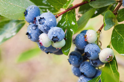 Blueberry growing on the bush wet with dew, close up