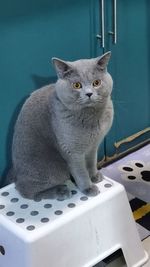 Portrait of cat sitting on table