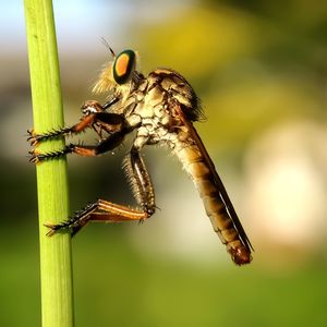 Close-up of insect on leaf