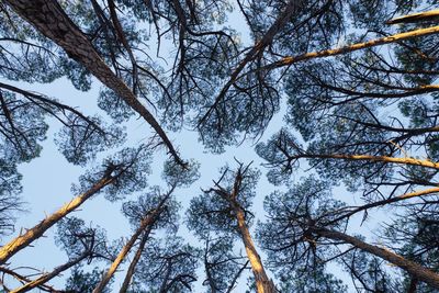 Low angle view of trees in forest against sky