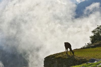 Low angle view of horse standing against sky