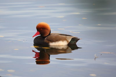 View of duck swimming in lake