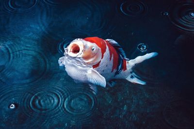 Red and white koi carp fish underwater