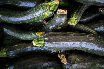Full frame shot of fresh zucchinis