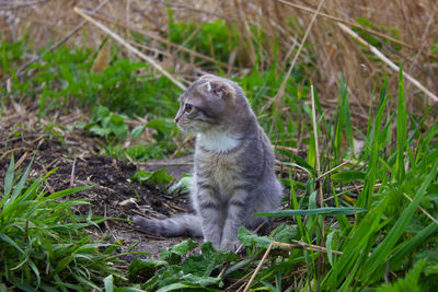 A small gray kitten with stripes sits on the green grass.