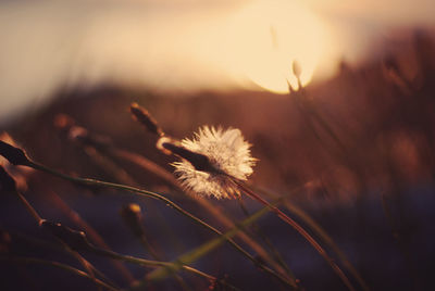 Close-up of dandelion at sunset