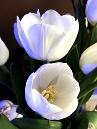 Close-up of white flower