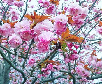 Low angle view of pink cherry blossoms in spring