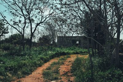 Footpath amidst trees and plants in forest