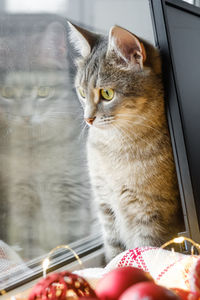 A gray cat is sitting by the window next to red christmas toys. cozy new year.