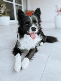 Portrait of a border collie dog sitting on alfresco at home