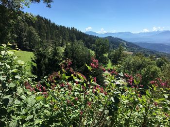 Scenic view of flowering plants and trees against sky