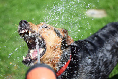 Dog playing in water