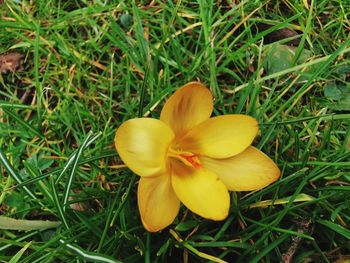 High angle view of yellow flowering plants on field