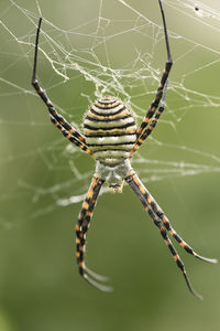 The spider species argiope aurantia is commonly known as the yellow garden spider