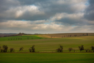 Scenic view of agricultural field against sky