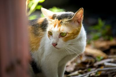 Close-up portrait of cat