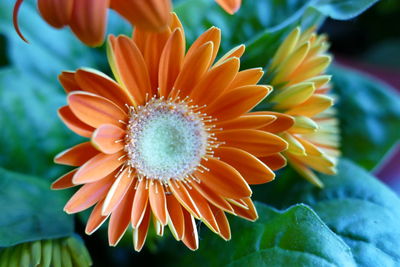 Close-up of orange flower