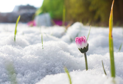 Pink flower bud growing on snow covered field