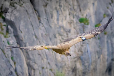 Close-up of bird flying over rock