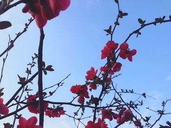 Low angle view of red flowers