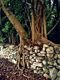 View of tree trunk in forest