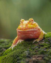Pacman albino frog