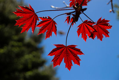 Close-up of maple leaves