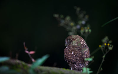 Close-up of owl perching on leaf