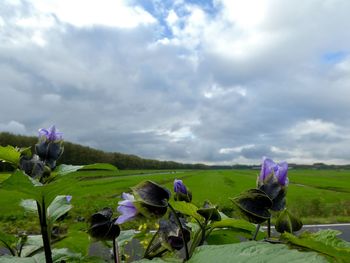 Close-up of purple flowering plants on field against sky