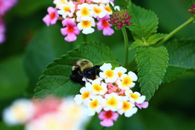 Close-up of bee pollinating on white flower in park