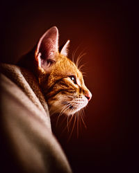 Close-up of a cat looking away