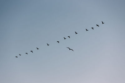 Row of geese flying in sky off.
