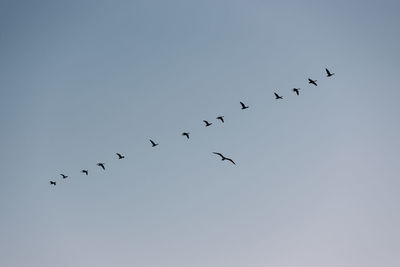 Low angle view of birds flying in sky