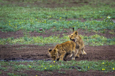 Lion cubs playing on land