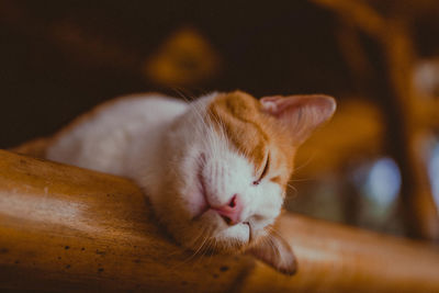 Close-up of sleep cat 