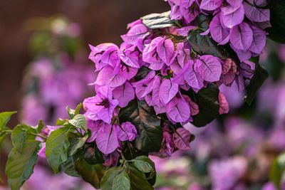 Close-up of fresh pink bougainvillea purple flowers