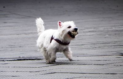 Close-up of white dog