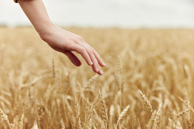 Close-up of wheat on field