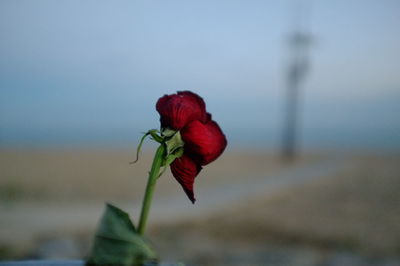 Close-up of red flower against sky