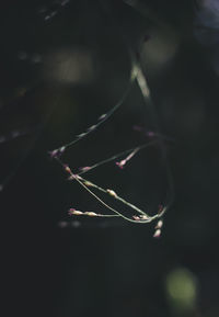 Close-up of spider web