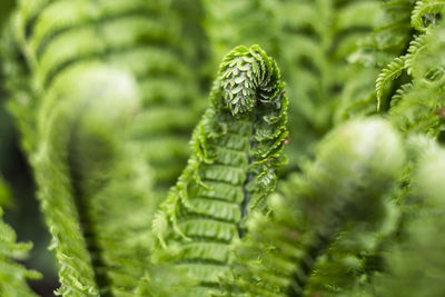 Close-up of fern