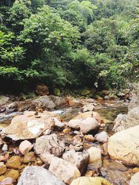 Plants growing on rocks by river in forest