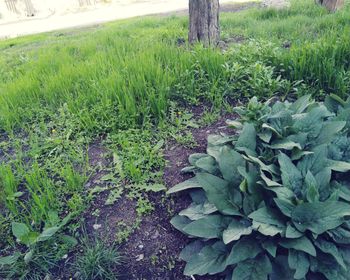 High angle view of fresh green plants on field