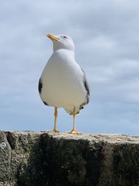 Seagull perching on rock against sky