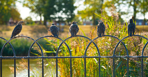 A group of starlings, mumuration or chattering or flock perched on metal fence posts