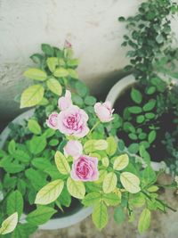 Close-up of pink flowers blooming outdoors